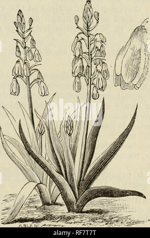 . Rhododendren, Rosen, Clematis, Azaleen, Glühbirnen, winterharte Pflanzen, Bäume, Evergreens: Palmen, Araukarien, Farne, Reben, Orchideen, blühenden Sträuchern, Dekorative Gräser und Bäume. Baumschulen New Jersey Rutherford Kataloge; Glühlampen (Pflanzen) Kataloge; Blumen Samen Kataloge; Pflanzen, Zierpflanzen Kataloge. L. Auratum. Gebänderte Auratum (Goldene Lilie). Alle Lilien Dies ist zweifellos eine der schönsten, ob wir re-gard seine Größe, süße oder seine exquisite Anord- nung der Farbe. Seine große und anmutigen Blüten bestehen aus sechs Blütenblätter einer empfindlichen Elfenbein Farbe weiß, dicht besetzt mit Schokolade Stockfoto