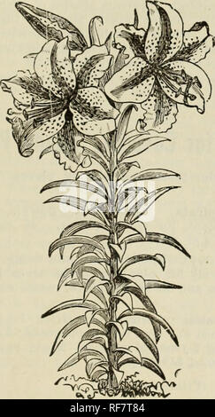 . Rhododendren, Rosen, Clematis, Azaleen, Glühbirnen, winterharte Pflanzen, Bäume, Evergreens: Palmen, Araukarien, Farne, Reben, Orchideen, blühenden Sträuchern, Dekorative Gräser und Bäume. Baumschulen New Jersey Rutherford Kataloge; Glühlampen (Pflanzen) Kataloge; Blumen Samen Kataloge; Pflanzen, Zierpflanzen Kataloge. BOBBINK&amp; ATKINS, Rutherford, New Jersey 13 japanische Lilien. Es ist diese exquisite Lilien den ersten Platz muss unter hardy Glühbirnen verliehen werden. Ihre Schönheit, Duft und Nützlichkeit sind unübertroffen, die von keiner anderen Klasse von Pflanzen. Sie werden sich wohl in jeder guten Gartenboden und sind hervorragend für angepasst Stockfoto