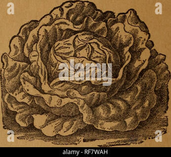 . Die Geo. A. von Weber Firma samen Katalog. Baumschulen Rhode Island Newport Kataloge; Blumen Samen Samen Kataloge Kataloge; Gemüse; Früchte; Pflanzen, Zierpflanzen Kataloge Kataloge; landwirtschaftliche Arbeitsgeräte Kataloge. Die Geo. A. Weaver's Co. Katalog der Samen und Anbaugeräte, Newport, Brechungsindex Salat.. HARBINGER. HAEEINGER. karly, großes Format, guter Keeper: Eine ausgezeichnete Sorte zu zwingen. Pkt. 25 cts. Melone.. Bitte beachten Sie, dass diese Bilder extrahiert werden aus der gescannten Seite Bilder, die digital haben für die Lesbarkeit verbessert - Färbung und Aussehen dieser Abbildungen können nicht perfe Stockfoto