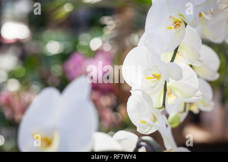 Schöne weiße Phalaenopsis Orchidee Blumen mit bunten natürlichen Hintergrund Stockfoto