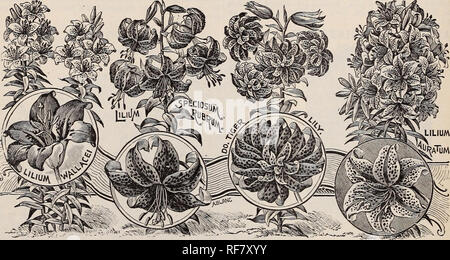 . Herbst 1900. Baumschulen Ohio Painesville Kataloge Kataloge; Lampen; Blumen (Pflanzen) Kataloge; Pflanzen, Zierpflanzen Kataloge; Obstbäume Sämlinge Kataloge; Obst Kataloge. Sinnbild der Reinheit und Schönheit. In keine Blume auf den Menschen bekannt ist es wie Grad der Wächsernen Weißheitsgrad, Gnade, der Form und der herrlichen Duft wie in der Lilie gekennzeichnet. Ihre stattlichen und aufrechten Wachstum, abwechslungsreiche Farbgebung und Deli - cate Duft stellen Sie zuerst über alle anderen Glühbirnen. Ilarrisii, Candidum und Longiflorum kann jederzeit nach Erhalt dieser Katalog eingerichtet werden, das Gleichgewicht in dieser Liste nicht vor Oktober. Anratnm, Stockfoto