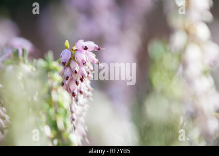 Close-up Makro Foto des hübschen rosa Erica darleyensis Blumen (Winter Heath) im frühen Frühling Garten während der sonnigen Tag Stockfoto