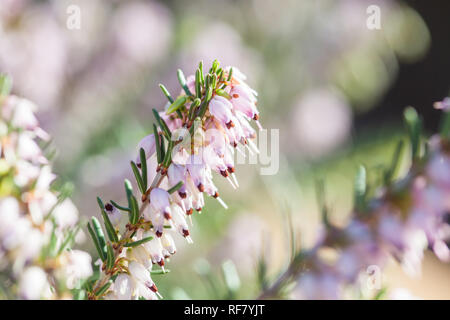 Zarte rose - rosa Blüten von Erica darleyensis Anlage (Winter Heath) im frühen Frühling Garten während der sonnigen Tag Stockfoto