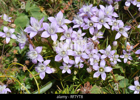 Chiltern gentian, Deutsche Fränkisch, Deutscher Kranzenzian, Wettstein-tárnicska, Gentiana germanica, Alpen, Österreich, Europa Stockfoto