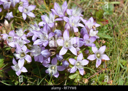 Chiltern gentian, Deutsche Fränkisch, Deutscher Kranzenzian, Wettstein-tárnicska, Gentiana germanica, Alpen, Österreich, Europa Stockfoto