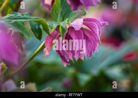 Nahaufnahme von schönen Lila Rosa mit Burgund Venen doppelte Blüten Lenten rose Elly (Helleborus orientalis) Blüte im Winter Stockfoto