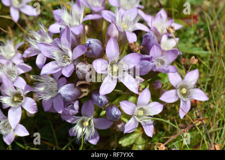 Chiltern gentian, Deutsche Fränkisch, Deutscher Kranzenzian, Wettstein-tárnicska, Gentiana germanica, Alpen, Österreich, Europa Stockfoto
