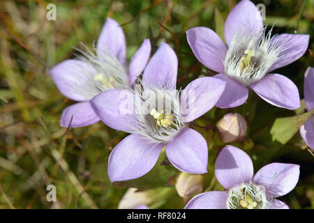 Chiltern gentian, Deutsche Fränkisch, Deutscher Kranzenzian, Wettstein-tárnicska, Gentiana germanica, Alpen, Österreich, Europa Stockfoto
