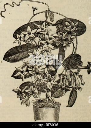 . Jubiläum floral Katalog. Baumschulen (Gartenbau) Kentucky Louisville Kataloge; Pflanzen, Zierpflanzen, Blumen Kataloge Kataloge; Bäume; Sträucher Sämlinge Kataloge Kataloge; Obst Kataloge. Solanum Wendlandii. Solanum Wendlandii. Thnnbergia Laurifolia. Wir haben noch nie irgendwo außer Wondlandii bei Kew bemerkt, "wo es gibt zwei prächtige Exemplare, eine in den saftigen House und die andere in der Seerose Haus. Wir haben es vorher beschrieben, aber es wieder vergessen, wie es scheint, immer in voller Blüte, liearing einen kostenlosen Dis-play Der schweren Massen der violett-blauen Blüten, die einzeln sehr lar sind Stockfoto