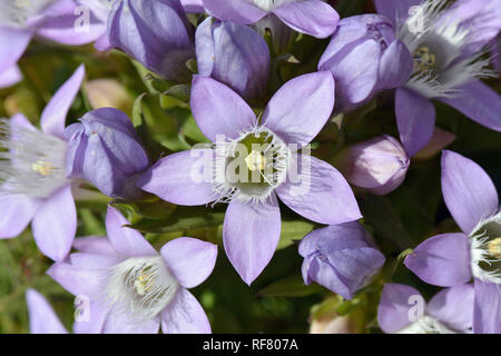 Chiltern gentian, Deutsche Fränkisch, Deutscher Kranzenzian, Wettstein-tárnicska, Gentiana germanica, Alpen, Österreich, Europa Stockfoto