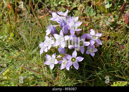 Chiltern gentian, Deutsche Fränkisch, Deutscher Kranzenzian, Wettstein-tárnicska, Gentiana germanica, Alpen, Österreich, Europa Stockfoto