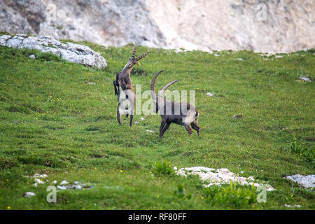 Zwei männliche Alpensteinbock (Capra ibex) Kämpfen Stockfoto