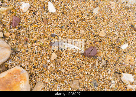 Weiße und graue natürliche FederMöwe auf Sand- und Kieselgrund. Strand Sandtextur Hintergrund mit einer Feder Stockfoto