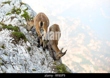 Zwei junge Steinböcke (Capra ibex) Stockfoto