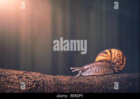 Schnecke Spaziergänge auf einen Baumstamm. Panoramabild mit kopieren. Stockfoto