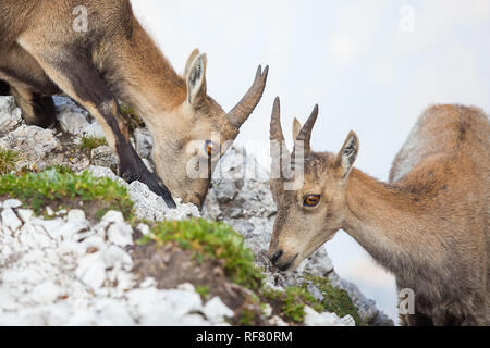 Zwei junge Steinböcke (Capra ibex) Stockfoto