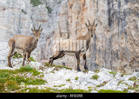 Zwei junge Steinböcke (Capra ibex) Stockfoto