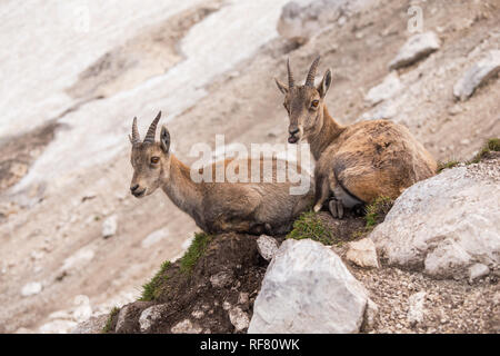 Zwei junge Steinböcke (Capra ibex) Stockfoto