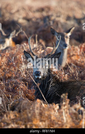 Junge Red Deer stag Ruhen im wooland Unterholz, Richmond, London, 2019 Stockfoto