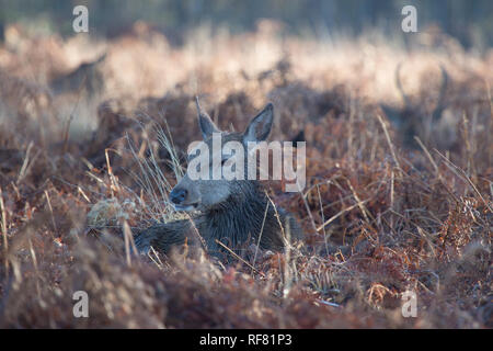 Red Deer hind Ruhen im Wald Unterholz, Richmond, London, 2019 Stockfoto