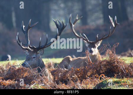 Zwei Rotwild Hirsche im Wald Unterholz, Richmond, London, 2019 Stockfoto