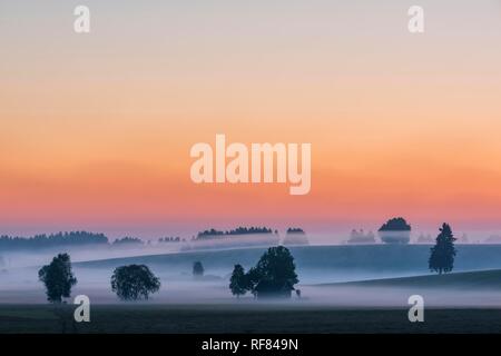 Sonnenaufgang mit bodennebel über Allgäuer Hügeln, Füssen, Allgäu, Bayern, Deutschland Stockfoto