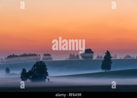 Sonnenaufgang mit bodennebel über Allgäuer Hügeln, Füssen, Allgäu, Bayern, Deutschland Stockfoto