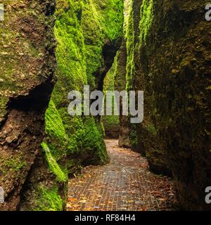 Dragon Schlucht, Felswände mit Moos, Schlucht in der Nähe von Eisenach, Thüringer Wald, Wartburg-Hohe Sonne Nature Reserve, Thüringen Stockfoto