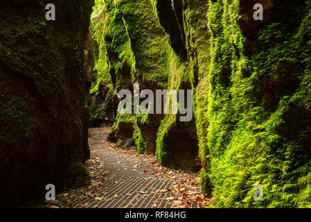 Dragon Schlucht, Felswände mit Moos, Schlucht in der Nähe von Eisenach, Thüringer Wald, Wartburg-Hohe Sonne Nature Reserve, Thüringen Stockfoto