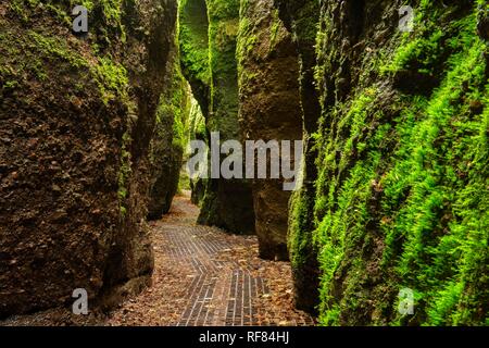 Dragon Schlucht, Felswände mit Moos, Schlucht in der Nähe von Eisenach, Thüringer Wald, Wartburg-Hohe Sonne Nature Reserve, Thüringen Stockfoto