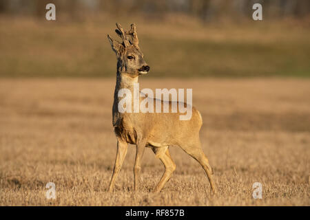 Rehe, Hyla arborea, Buck im Winter Beschichtung mit Geweih in Samt. Wildes Tier bei Sonnenuntergang mit warmen weichen Licht. Stockfoto