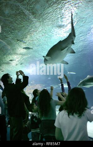 ESP, Spanien, Valencia: Europas größtes Aquarium, Ciudad de las Artes y de las Ciencias. Haie und Rochen im Aquarium Stockfoto