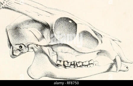 . Katalog von Wiederkäuern Mammalia (Pecora, Linnaeus) im Britischen Museum. % V.. Bitte beachten Sie, dass diese Bilder sind von der gescannten Seite Bilder, die digital für die Lesbarkeit verbessert haben mögen - Färbung und Aussehen dieser Abbildungen können nicht perfekt dem Original ähneln. extrahiert. British Museum. Abteilung für Zoologie. [Säugetiere]; Grau, John Edward, 1800-1875. London: British Museum Stockfoto