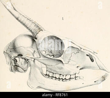 . Katalog von Wiederkäuern Mammalia (Pecora, Linnaeus) im Britischen Museum. Tai. l. Bitte beachten Sie, dass diese Bilder sind von der gescannten Seite Bilder, die digital für die Lesbarkeit verbessert haben mögen - Färbung und Aussehen dieser Abbildungen können nicht perfekt dem Original ähneln. extrahiert. British Museum. Abteilung für Zoologie. [Säugetiere]; Grau, John Edward, 1800-1875. London: British Museum Stockfoto