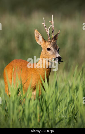 Rehe, Hyla arborea, Buck im Sommer in der hohen Vegetation versteckt. Wildes Tier in der Natur. Natur. Stockfoto