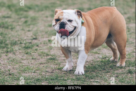 Schöne Meister männliche englische Bulldogge im Gras. Stockfoto