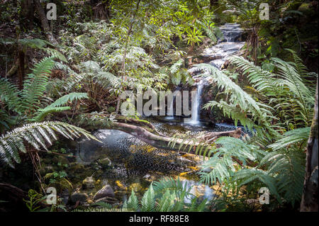 Der Tsitsikamma Wanderweg ist ein multi-day Backpacking Route beginnt am Indischen Ozean in der Nähe von Nature's Valley, endend bei Storm's River, Südafrika Stockfoto