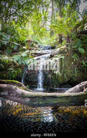 Der Tsitsikamma Wanderweg ist ein multi-day Backpacking Route beginnt am Indischen Ozean in der Nähe von Nature's Valley, endend bei Storm's River, Südafrika Stockfoto