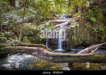 Der Tsitsikamma Wanderweg ist ein multi-day Backpacking Route beginnt am Indischen Ozean in der Nähe von Nature's Valley, endend bei Storm's River, Südafrika Stockfoto