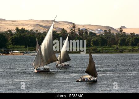 Feluccas, traditionelle Segelboote auf dem Nil, in der Nähe von Aswan, Ägypten, Afrika Stockfoto
