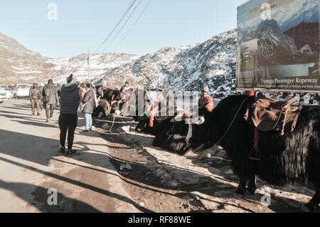 Gangtok, Sikkim, Indien, am 1. Januar, 2019: Yak in der Nähe von Tsomgo (Changu) See. Es ist eine heilige Natur Gletschersee auf der Oberseite des Himalaya Mountain Stockfoto