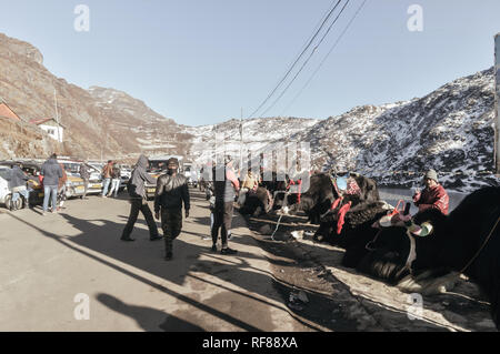 Gangtok, Sikkim, Indien, am 1. Januar, 2019: Yak in der Nähe von Tsomgo (Changu) See. Es ist eine heilige Natur Gletschersee auf der Oberseite des Himalaya Mountain Stockfoto