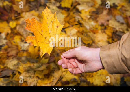 Junger Mann mit gelben maple leaf vor dem Hintergrund von Herbstlaub Hintergrund Stockfoto