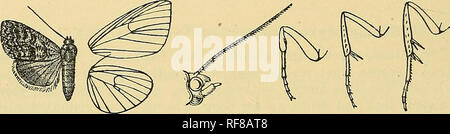 . Katalog der Lepidoptera Phalaenae im British Museum. Motten. 288 NOCTTJIDiE. reibungslos skaliert und ohne Wappen. Vorderflügel mit der Spitze gerundet, die Termen gleichmäßig cni-yed, crenulate ;- Adern 3 und 5 aus der Nähe von Winkel der Zelle; 6 vom oberen Winkel; 9 von 10 anastomosing Bereich mit 8 Der areole zu bilden; 11 aus der Zelle. Hinterflügel mit der Zelle, etwa die Hälfte der Länge des Flügels; Venen 3, 4 von Winkel; 5 voll von knapp über Winkel entwickelt; 6, 7 vom oberen Winkel; 8 anastomosing Bereich mit der Zelle, in der Nähe von nur Basis, A. Vorderflügel mit dunklen Schlachttier- und henenotafa postmedial Linien. B. in der Vorderflügel ohne Ante- und p Stockfoto