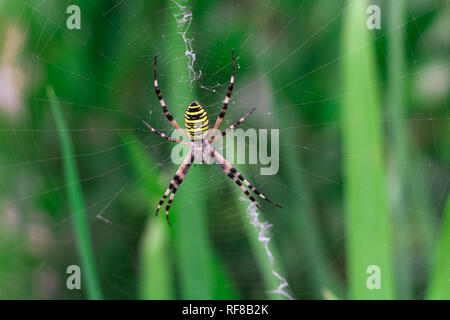 Argiope aurantia, Golden Garden Spider Stockfoto