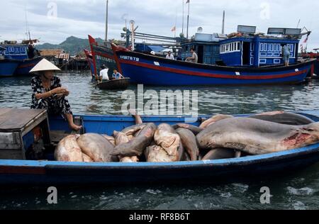 Angeln Hafen auf dem Song Cai Fluss, Nha Trang, Khánh Hòa Provinz, South Central Coast, Vietnam, Asien Stockfoto