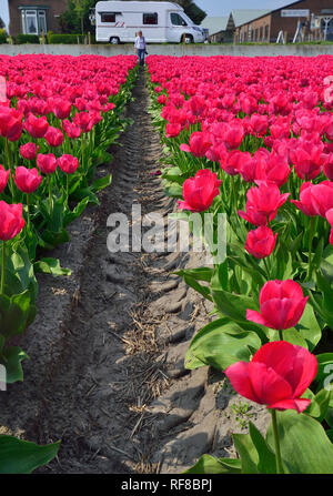 Felder der Tulpen in Holland speziell für ihre berühmten Birnen angebaut Stockfoto