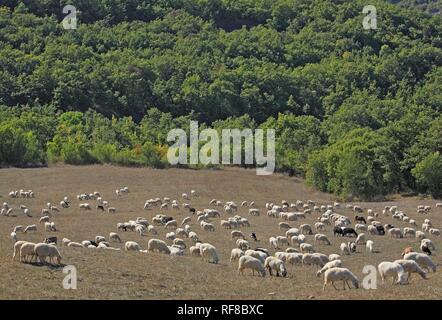 Schafherde in der Nähe von San Quirico d'Orcia, Kreta, Toskana, Italien Stockfoto