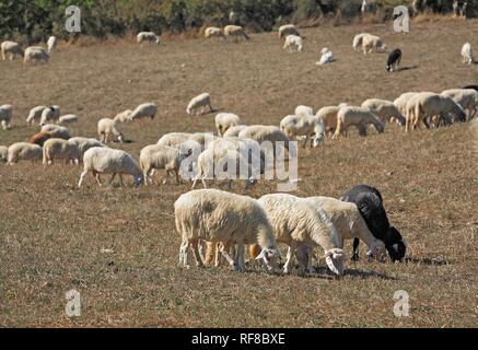 Schafherde in der Nähe von San Quirico d'Orcia, Kreta, Toskana, Italien Stockfoto