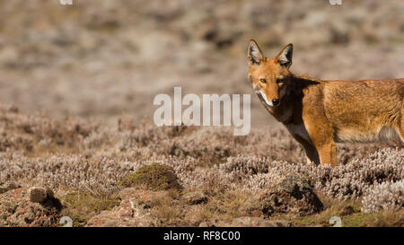 Einen seltenen äthiopischen Wolf jagt allein in der Sanetti Plateau Stockfoto